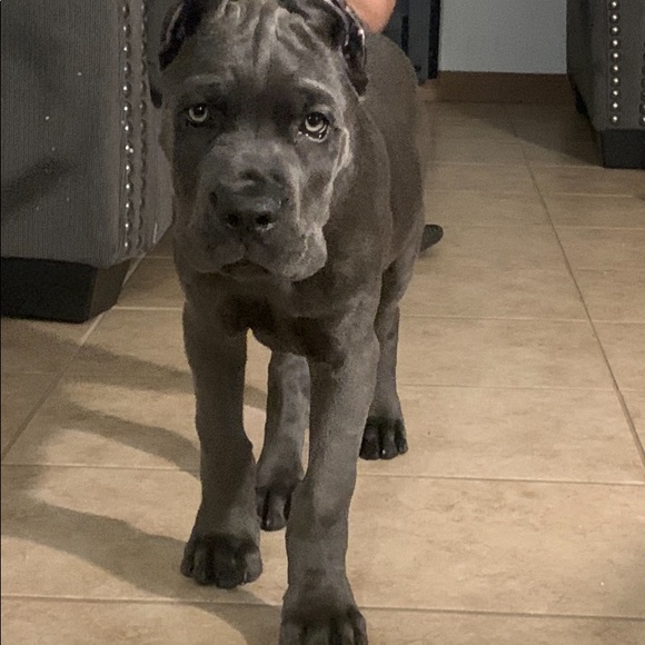 Meet your Posher, Raul - Picture 1 of 1